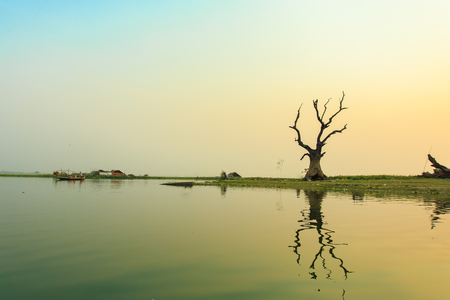 Tree near the river in sunset timeの写真素材