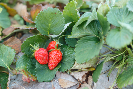 Fresh strawberry on the green leafの写真素材