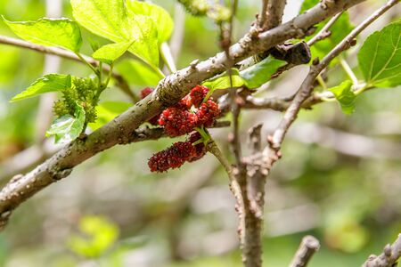 Mullberry on treeの写真素材