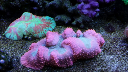 colorful coral for aquarium の素材