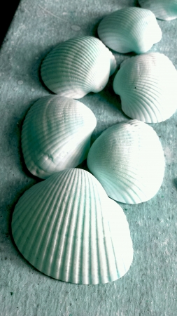 Beautiful shells arrangement の素材