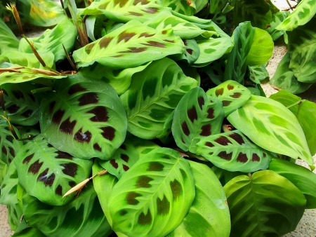 Green healthy spot leaves の素材