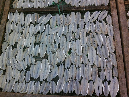 Drying salted fish under the sun の素材