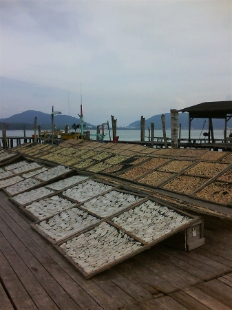 Drying salted fish beside the sea の素材
