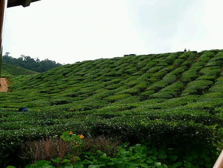 Beautiful hill topped with fresh green leaves の素材
