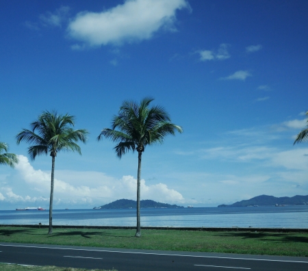 Coconut trees along the road beside the sea の素材