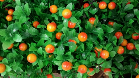 Colorful artificial lime plantの素材