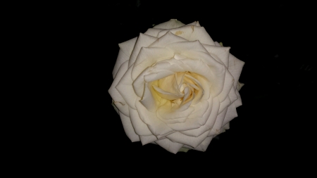 White rose grow in the darkの素材