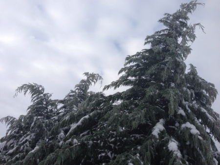 Norway Spruce trees in winter. 