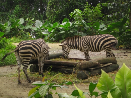 Zebra at Singapore Zoo Makanの写真素材