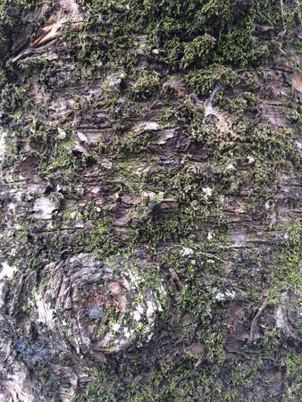 Trees textureの素材