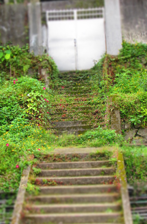 Small stairway along green bushes