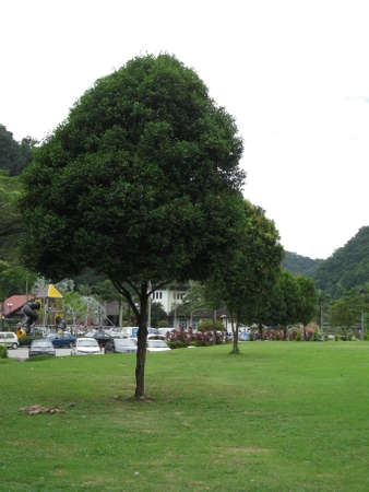 Tree and fieldのeditorial素材