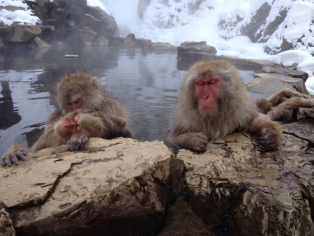snow monkeys in hot spring Nagano Japanの素材