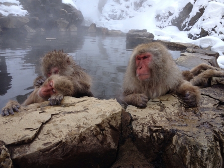 snow monkeys in hot spring Nagano Japanの素材