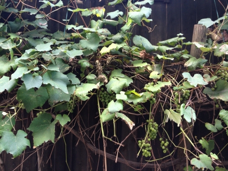 Grapes vines kamakura Japaanの素材