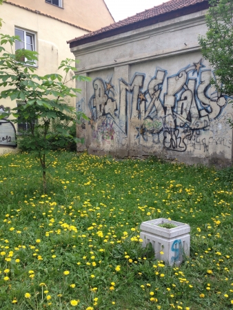 Dandelions graffiti wall background Vilinus Lithuaniaの素材