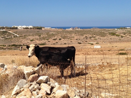 Cow in Paros Greeceの素材