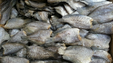 Salted fish displayの素材