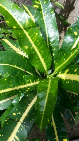 Croton codiaeum variegatum