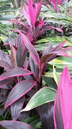 Alpinia Zerumbet  Cordyline Fruticosa Rubraの素材