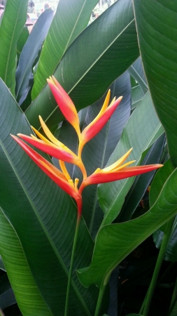 Heliconia Psittacorum