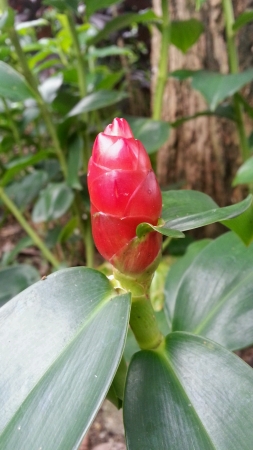 Red Button Ginger Costus Woodsonii