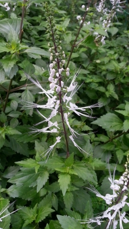 Orthosiphon Stamineus Misai Kucingの素材