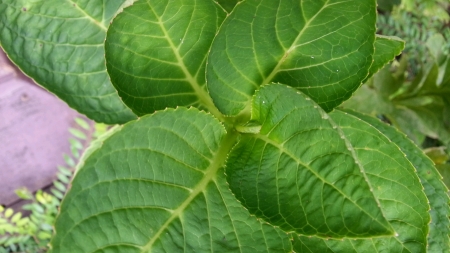 Hydrangea leaves