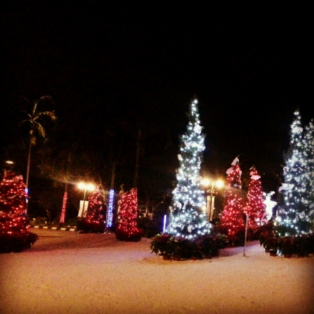 Beautiful Christmas trees on night timeの素材