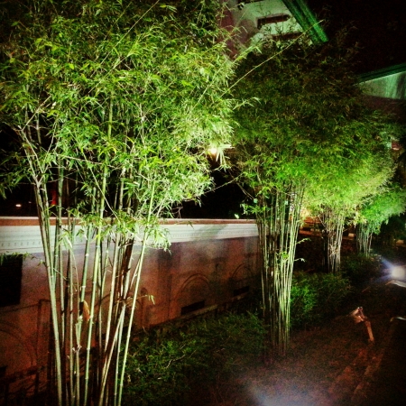 Bamboo trees on night time