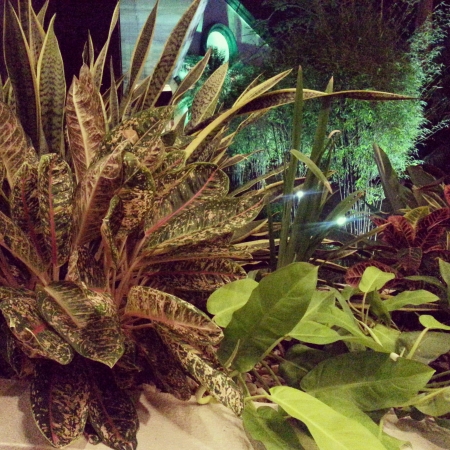 Image of plants at night timeの素材