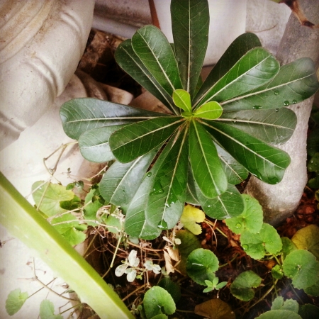 Green plantの素材