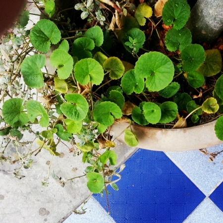 Green plantの素材