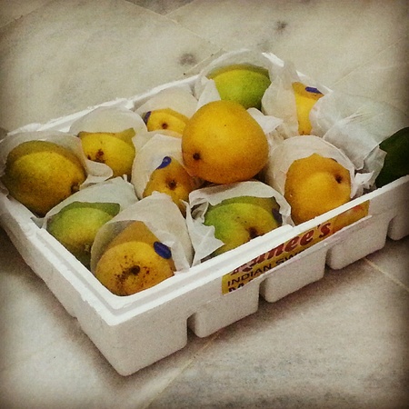 Indian  mangoesの素材