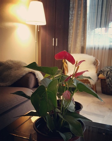Cosy living roomの素材