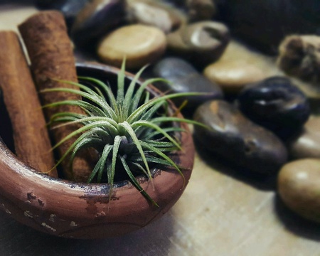 Air plant Tillandsiaの素材