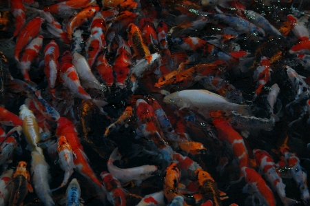 Koi carp fish swimmingの素材