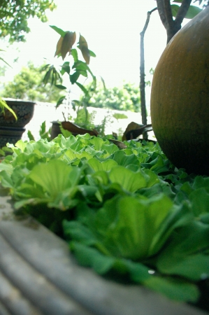 Green plants floating on pondの素材