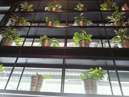 The decoration plants on rackの素材
