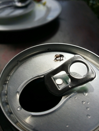 Close up of  a fly on a can drinkの素材