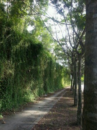 Treelined and pathwayの素材