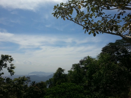 The view of hill with treesの素材