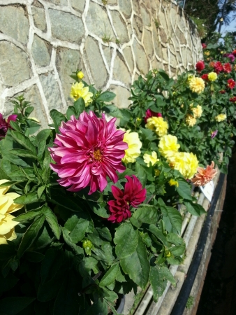 The red daisy by the cliffの素材