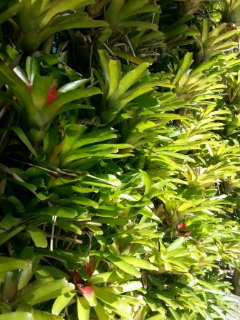 The green botanic plantsの素材