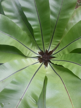 The texture of green plantsの素材