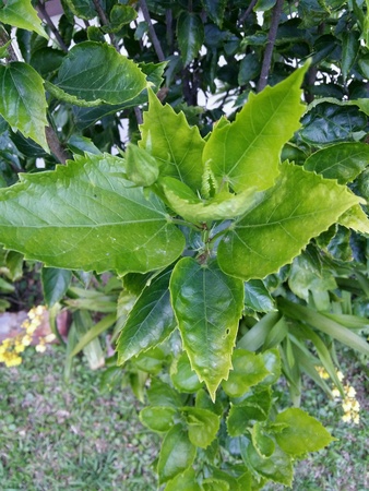 Close up of green leaveの素材