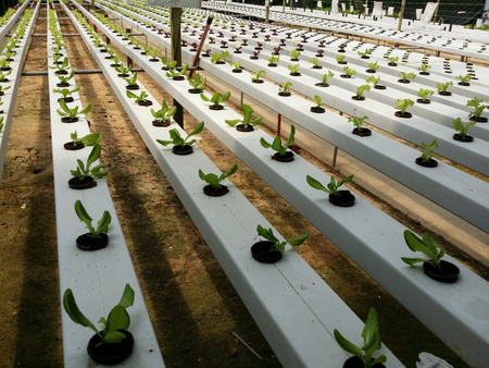 The hydroponic vegetablesの素材