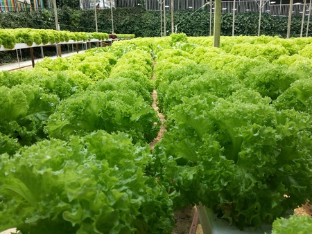 The Organic hydroponic gardenの素材