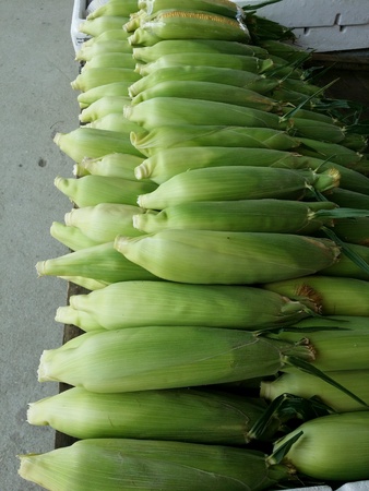 The stack of maizeの素材